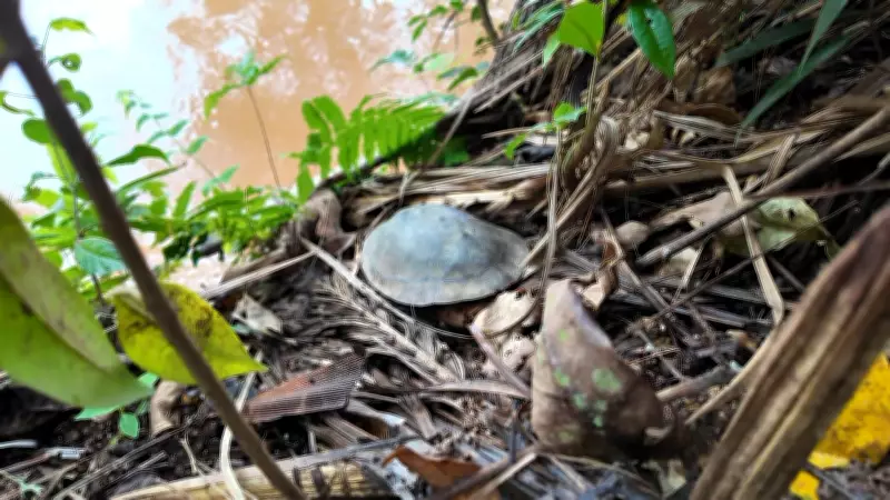 Cágados em floresta nacional do ES contaminados com bactérias resistentes e antibióticos hospitalares