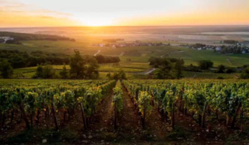 Chablis vs Petit Chablis: Entenda as Diferenças entre os Vinhos da Borgonha