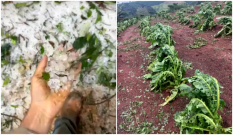 Chuva de granizo devasta lavouras de fumo e café em Poço Fundo, MG, com prejuízos milionários