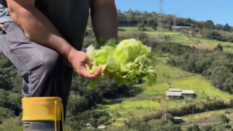 Chuva de granizo em Piedade deixa 20 famílias desalojadas e destrói plantações