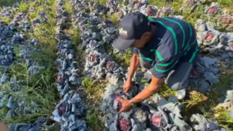 Chuva de granizo em Piedade destrói lavouras e ameaça abastecimento de hortifrúti