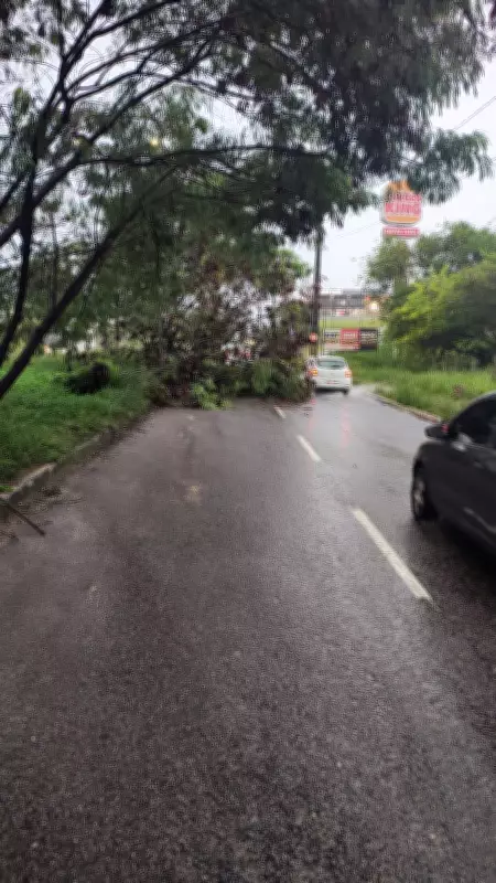 Chuvas intensas em João Pessoa derrubam árvore e causam congestionamentos em vias principais