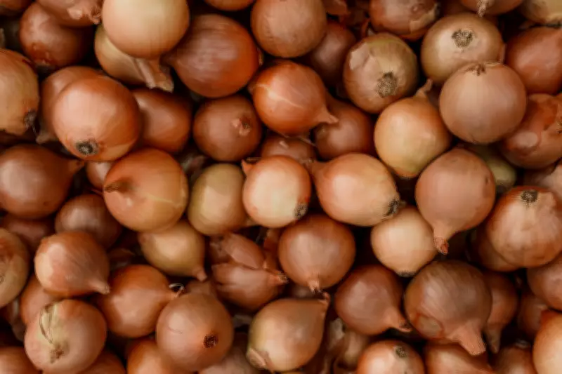 Chuvas na Argentina podem alterar importações de cebola e favorecer Chile no Brasil