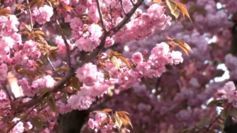 Cidade alemã se transforma em cartão-postal colorido com flores de cerejeira na primavera
