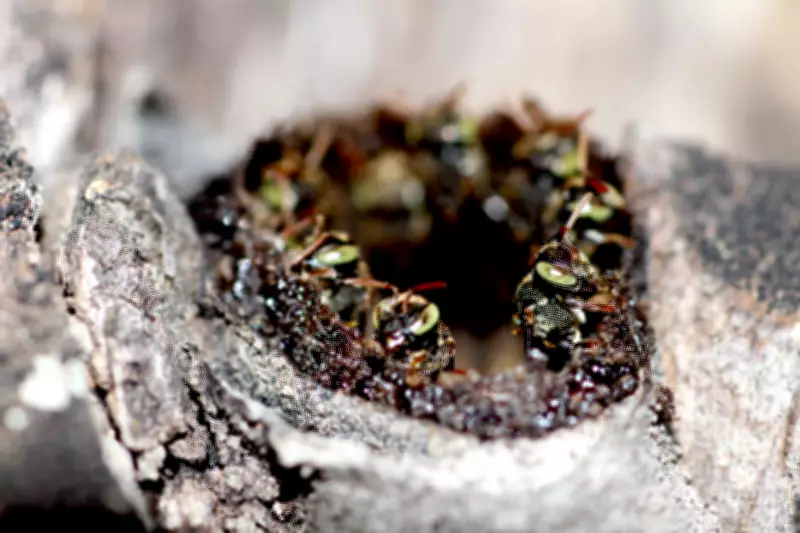 Cidades abrigam quase 2 mil espécies de abelhas, revela pesquisa inédita