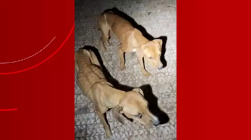 Cinco cães esqueléticos são resgatados em situação de abandono extremo em Rio Claro
