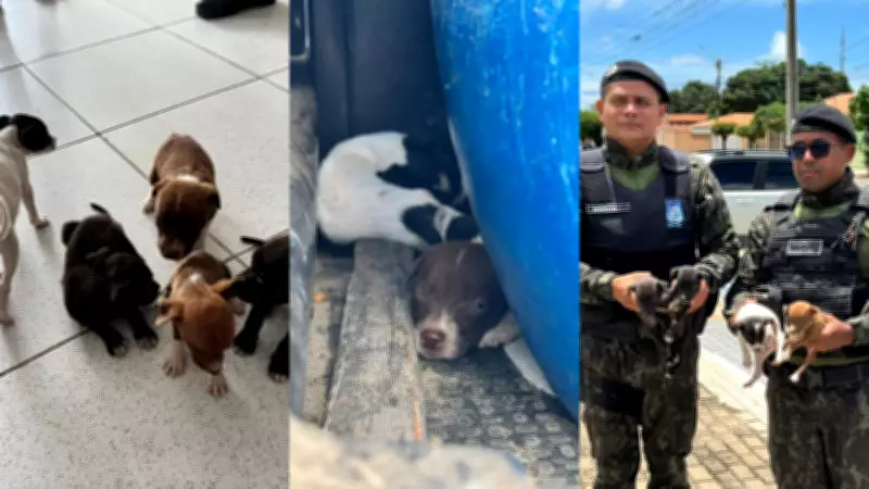 Cinco filhotes resgatados de maus-tratos em Parnaíba após denúncia anônima