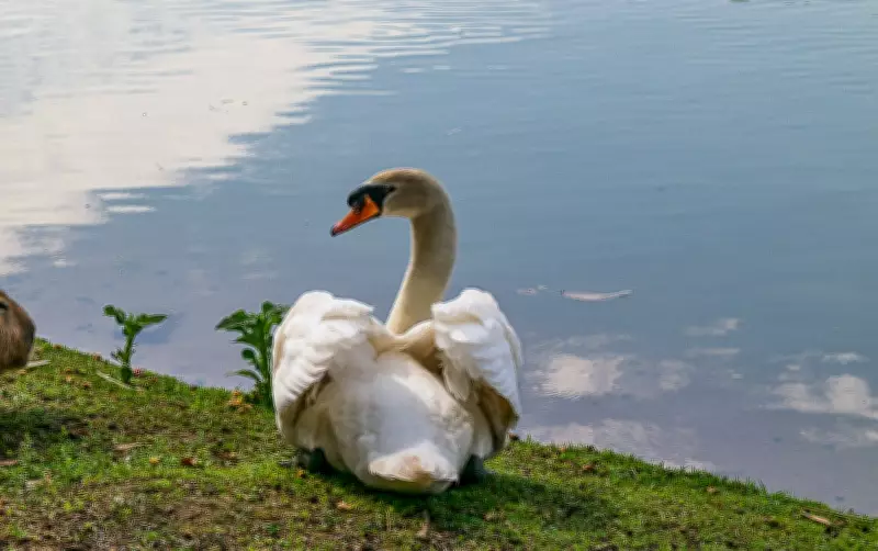 Cisne branco desaparece da Lagoa do Taquaral em Campinas e polícia investiga possível furto