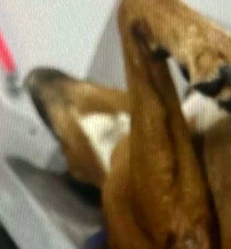 Clínica veterinária assume custos de cirurgia para cadela vítima de abuso em Boa Vista