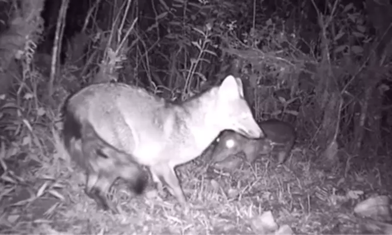 Câmeras flagram interação rara entre paca e cachorro-do-mato em Vacaria, RS