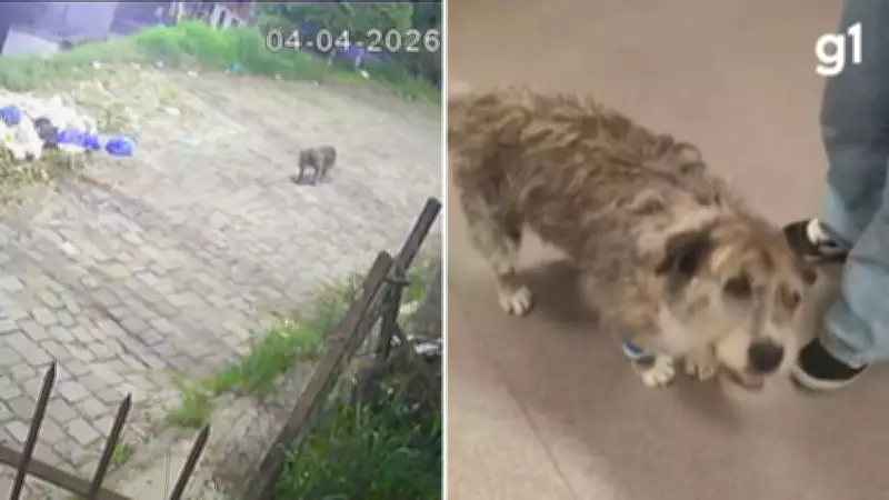 Cão comunitário sofre duas agressões brutais em três dias na Serra Gaúcha