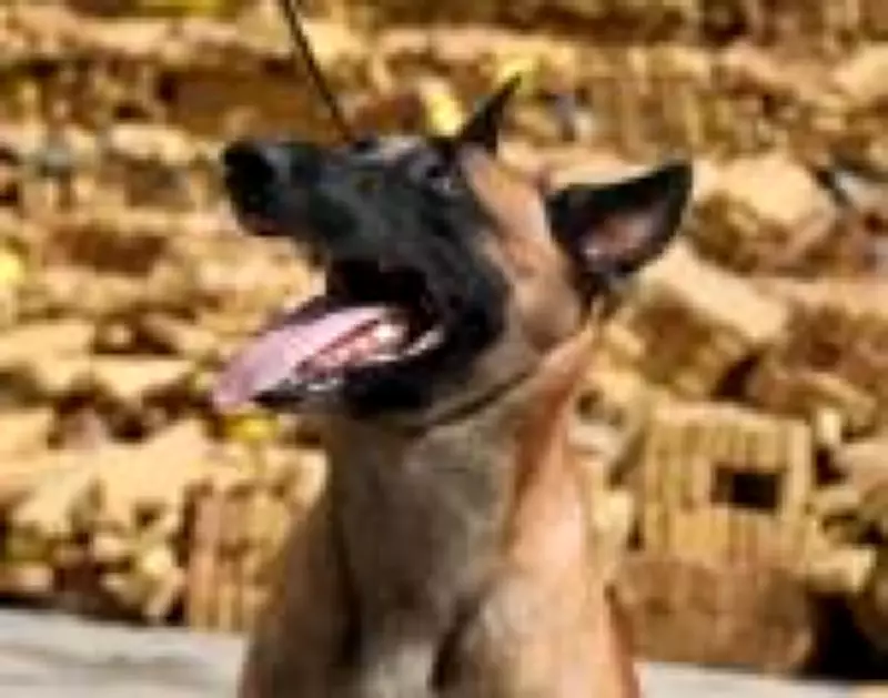 Cão da PM do Rio, Hulck, receberá cruz de bravura por descoberta de bunker com 48 toneladas de drogas