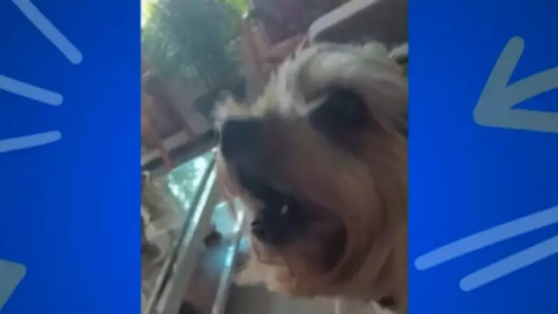 Cão e tutora formam dupla musical e 'cantam' juntos no programa 'Soltando os Bichos'