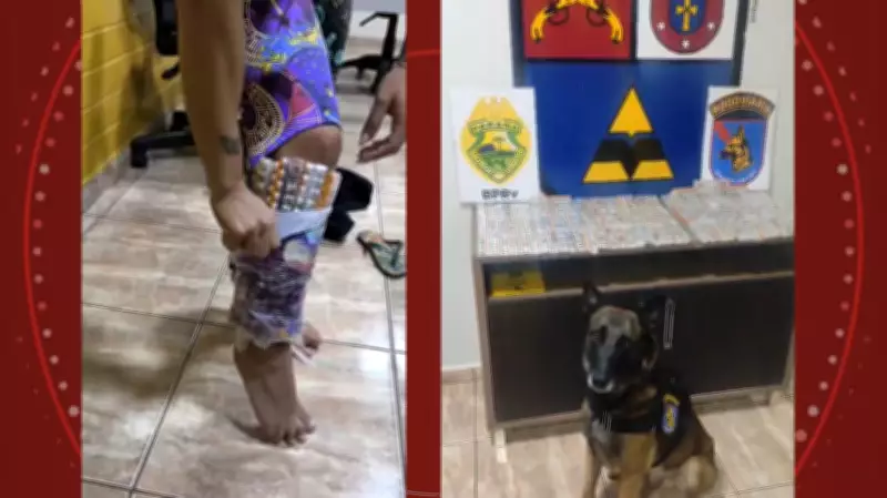 Cão farejador flagra mais de mil canetas emagrecedoras contrabandeadas em pernas de mulheres no PR
