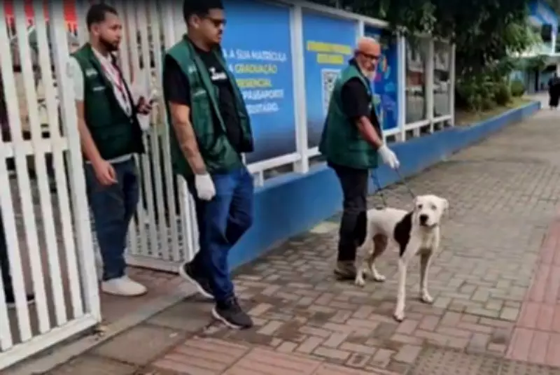 Cão invade escola em Maricá e ataca alunos, causando pânico e ferimentos
