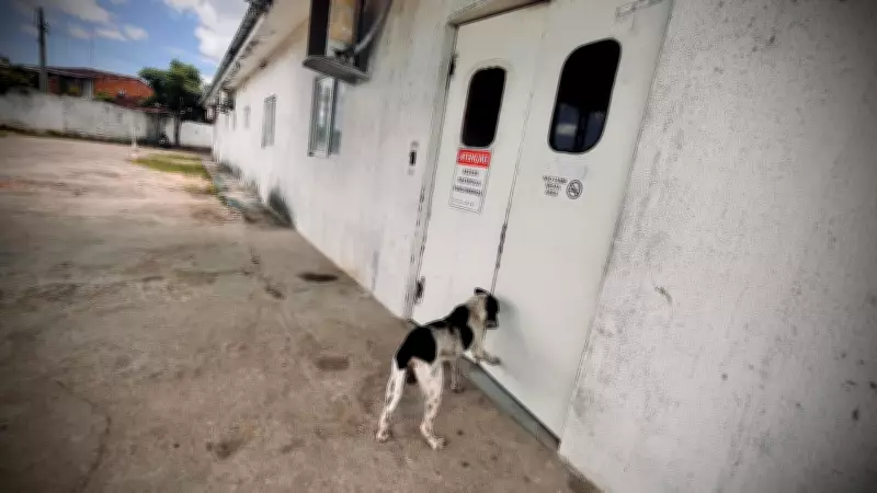 Cão Marley faz 'plantão' na porta de hospital até alta de tutor idoso em AL