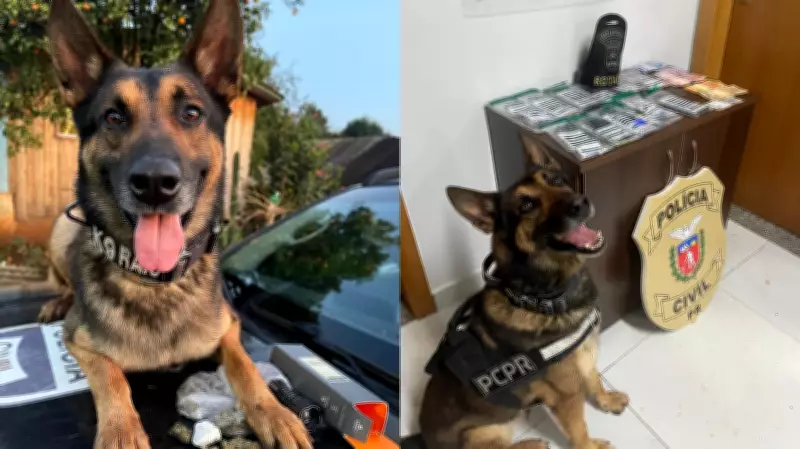 Cão policial Raio se aposenta após diagnóstico de câncer ósseo agressivo no Paraná