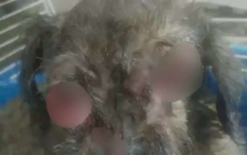 Cão é resgatado sem olhos e com larvas em Várzea Paulista; tutora é investigada por maus-tratos