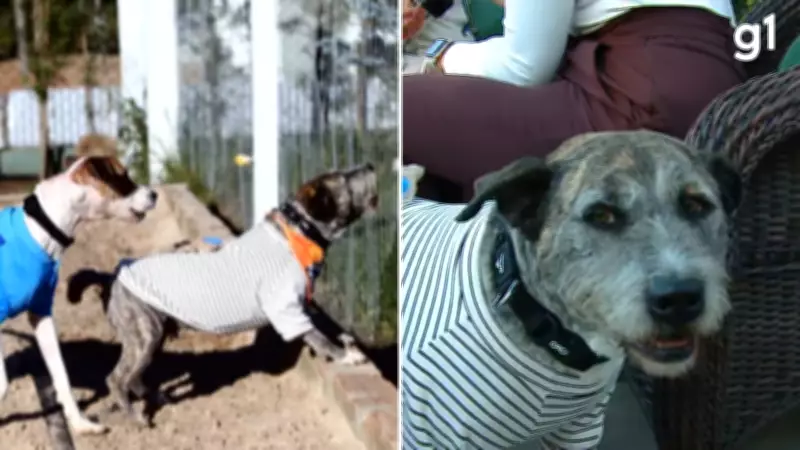 Cão Spike encontra lar amoroso após sofrer agressões brutais em Caxias do Sul