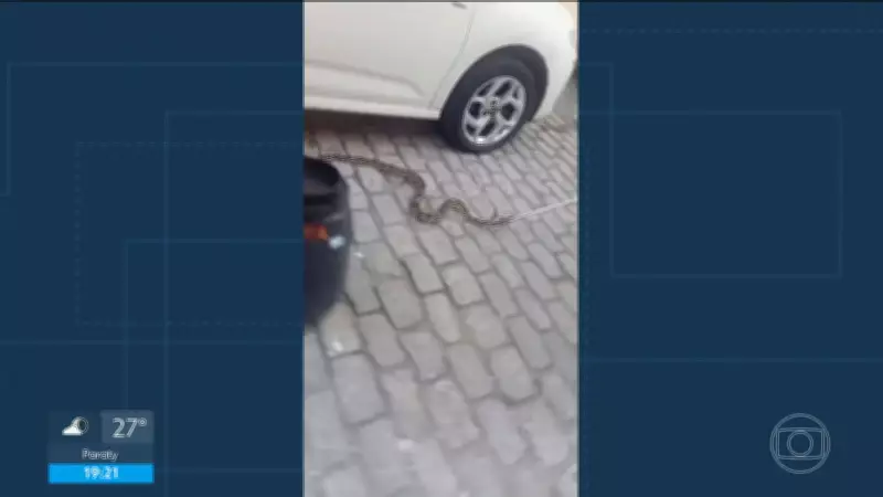 Cobra assusta moradores ao ser encontrada embaixo de carro no Humaitá, Zona Sul do Rio