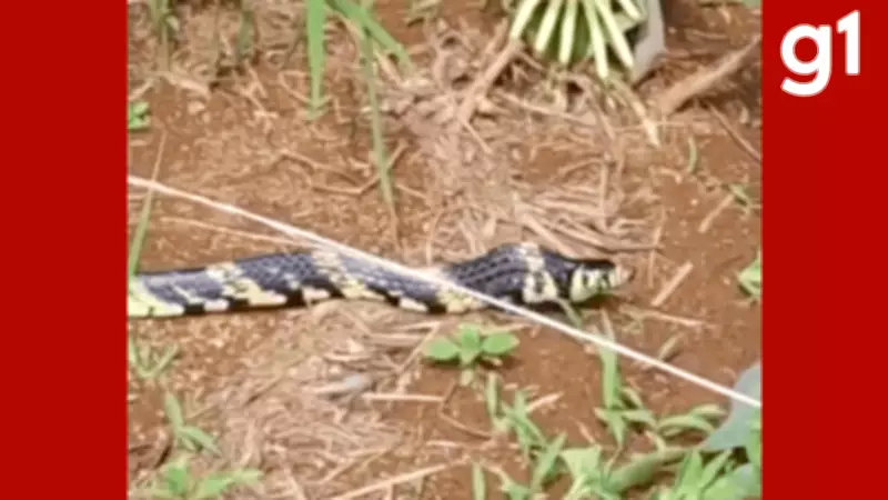 Cobra caninana de 1,2 metros é resgatada em empresa agrícola em Campo Verde, MT