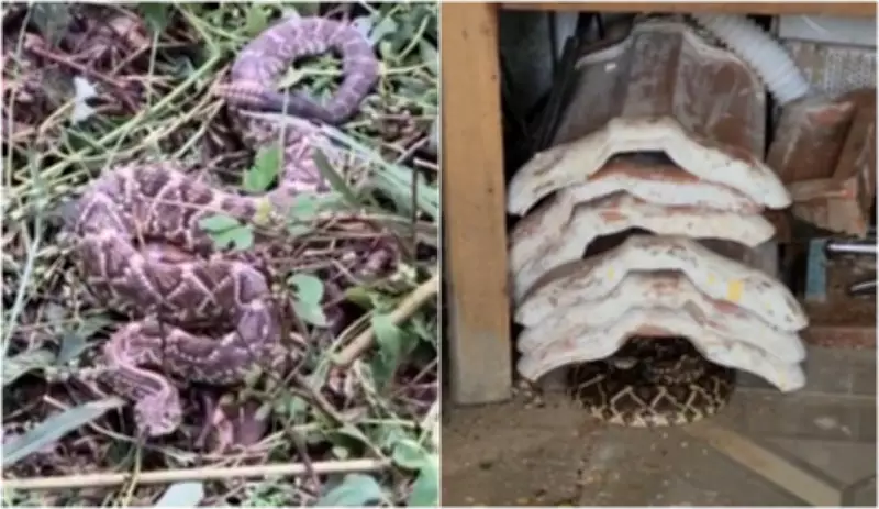 Cobra Cascavel Venenosa é Capturada em Residência de Idosos em Santa Rita do Passa Quatro