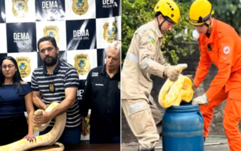 Cobra píton resgatada em Aruanã é apreendida e levada a zoológico particular