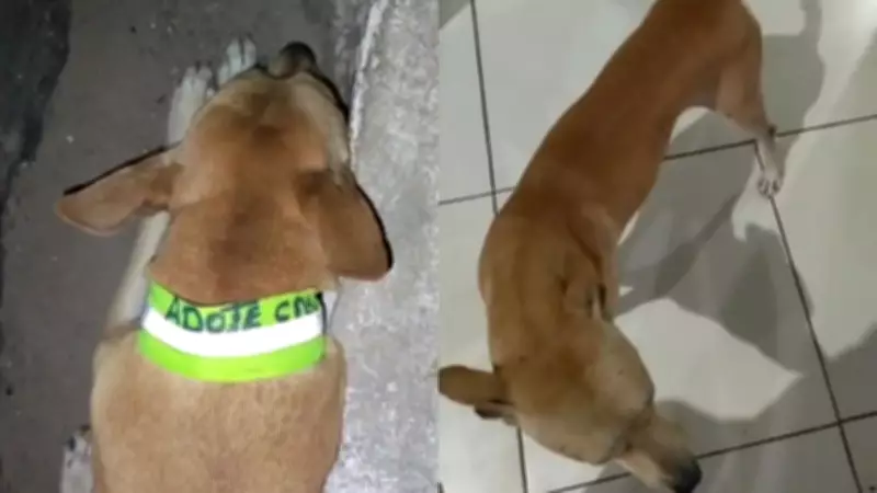 Coleiras refletivas para cães de rua são roubadas no Piauí; protetora registra BO