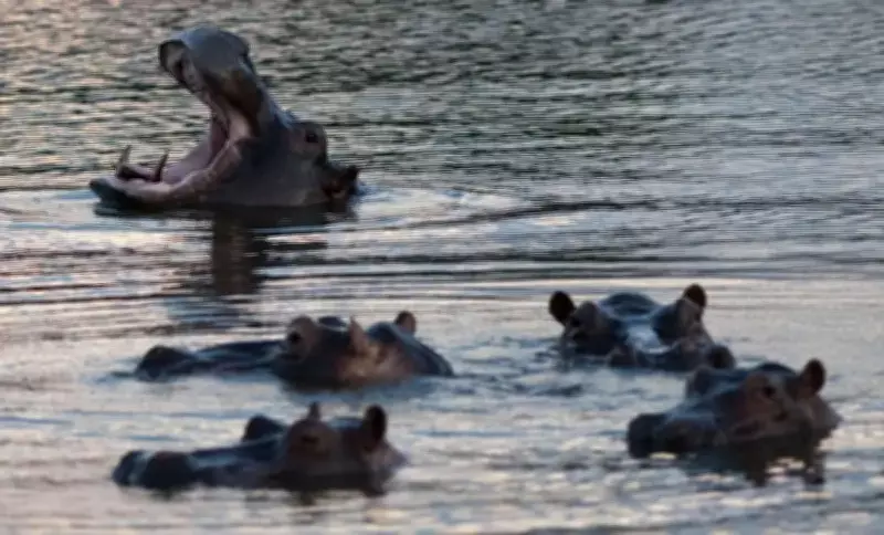 Colômbia anuncia sacrifício de 80 hipopótamos para controlar população invasora