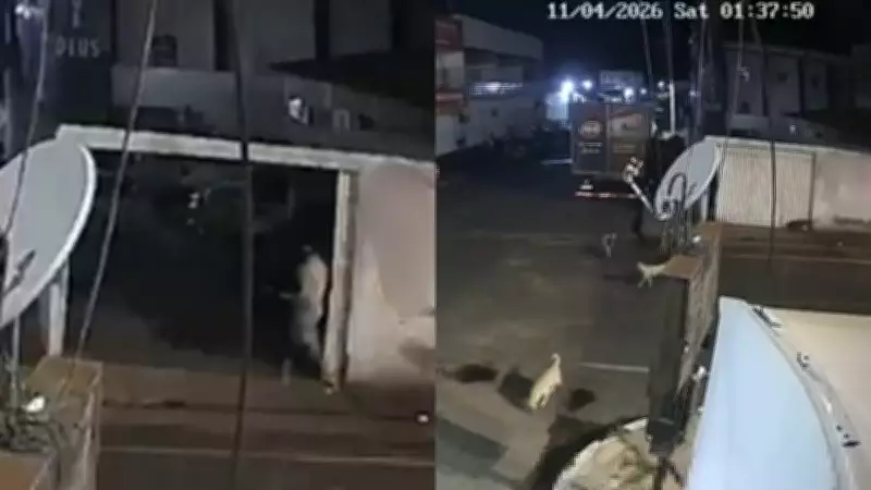 Comerciante é suspeito de envenenar 10 cães em Paulistana; polícia busca foragido