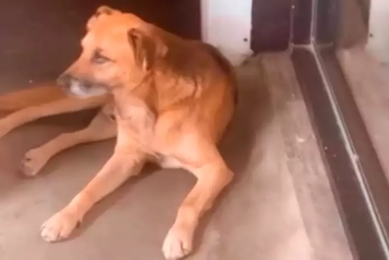 Comunidade de Poços de Caldas mobilizada na busca por cão comunitário desaparecido