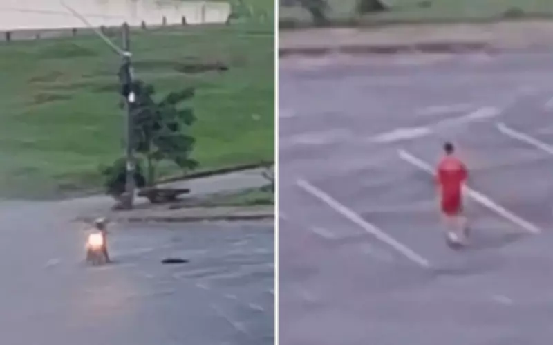 Corpo de Bombeiros afasta agente suspeito de atirar e matar cachorro em Goiânia