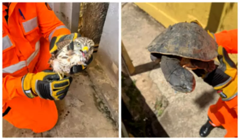 Corpo de Bombeiros resgata gavião, cágado e duas cobras em Montes Claros