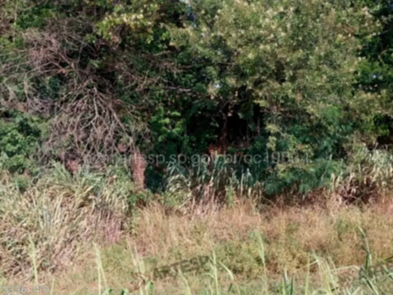 Corpo em decomposição é encontrado na Rodovia Anhanguera em Araras