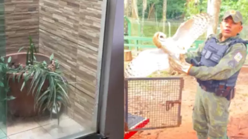 Coruja branca é resgatada de jardim de inverno em Santarém pela Polícia Ambiental