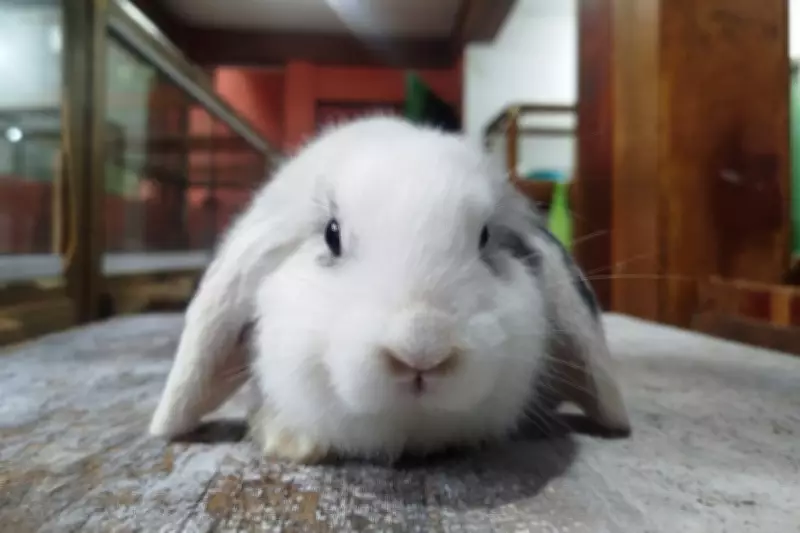 Criadores de São José dos Campos alertam sobre responsabilidade na adoção de coelhos na Páscoa