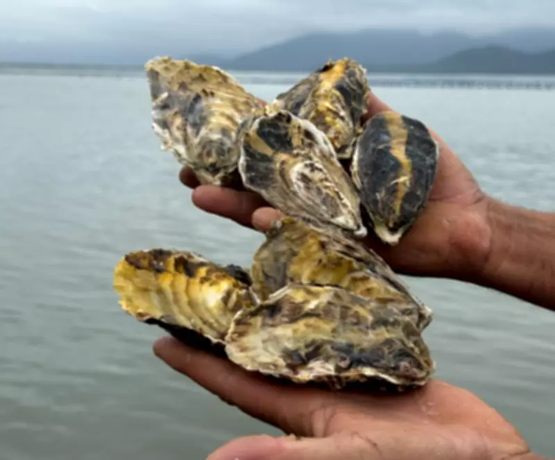 Crise histórica nas ostras de SC: safra pode cair 90% e afeta toda cadeia produtiva