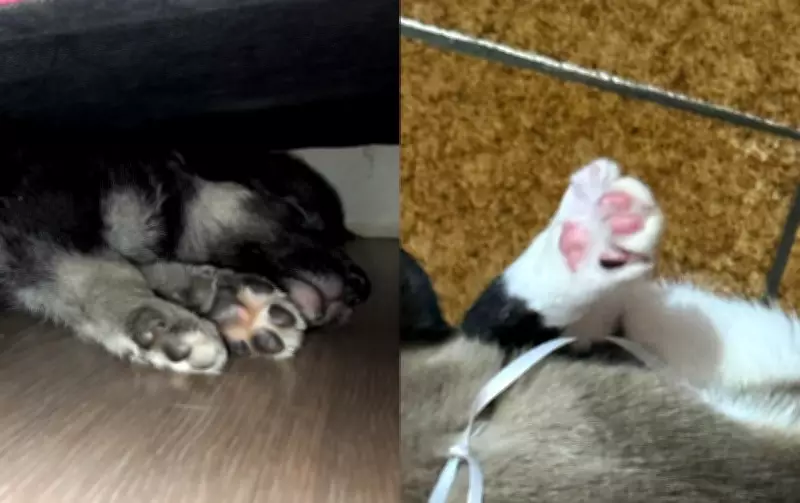 Cuidados essenciais com as patas dos pets: veterinária revela dicas para saúde animal