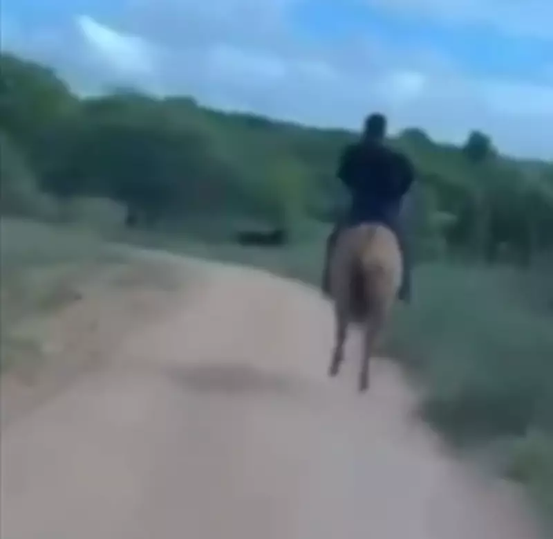 Delegado usa cavalo para prender idoso suspeito de estuprar enteada de 11 anos em AL
