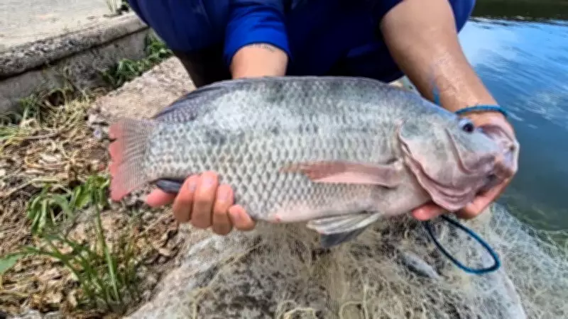 Demanda por tilápia cresce no Brasil; cooperativa projeta alta de 30% nas vendas