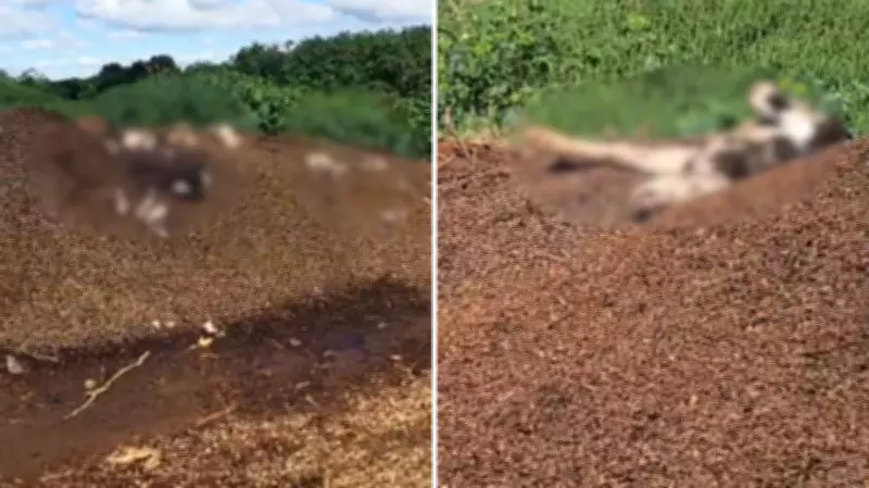 Depósito de vacas mortas e lago de estrume são descobertos após denúncia de moradores no Paraná