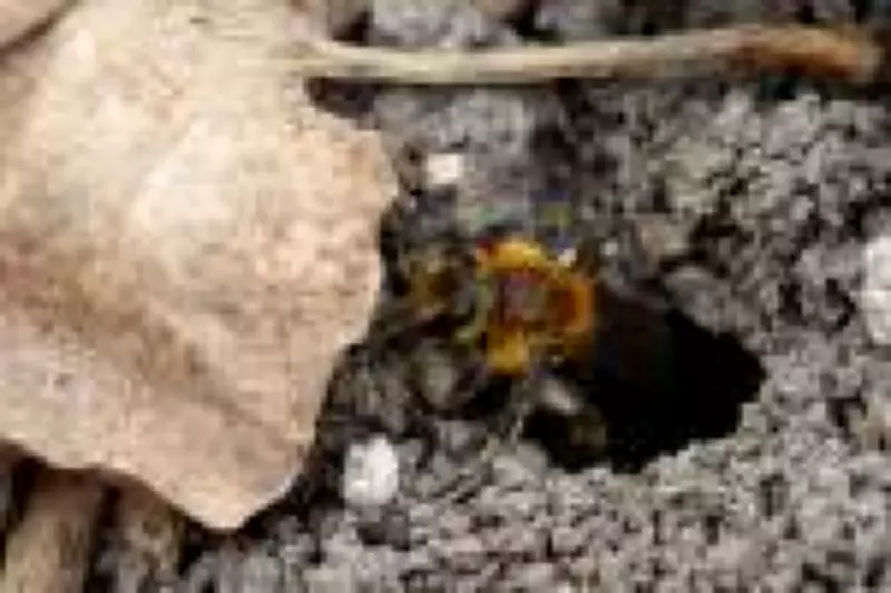 Descoberta surpreendente: 5,6 milhões de abelhas escavadoras em cemitério de Nova York