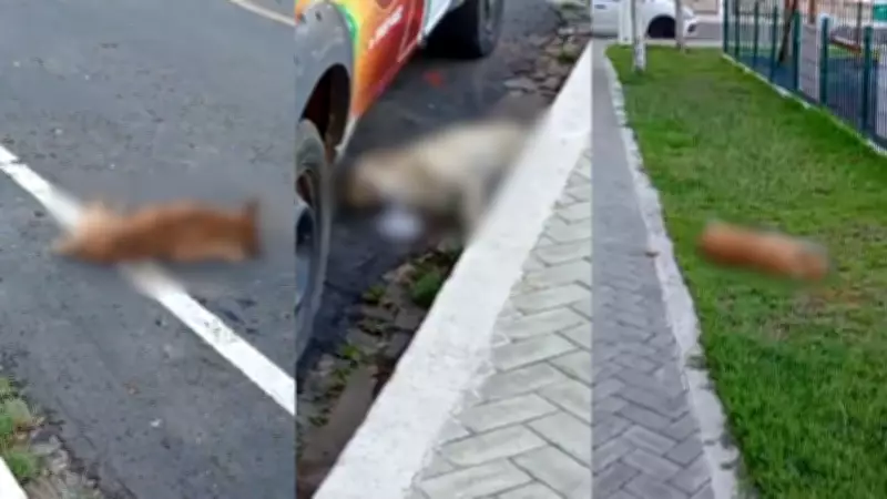 Dez cães são encontrados mortos em Paulistana, PI, com suspeita de envenenamento