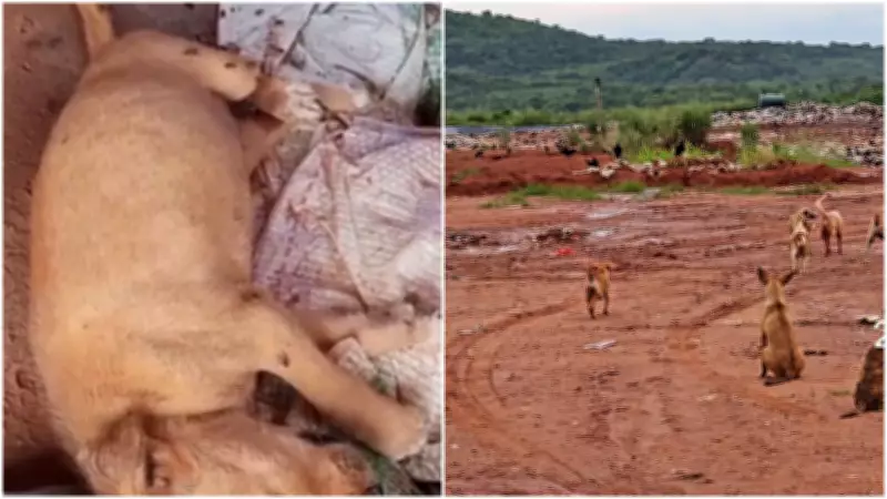 Dezenas de cães abandonados em aterro sanitário de Baturité geram ação emergencial