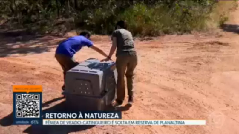 DF1: Vídeos de sexta-feira, 24 de abril de 2026