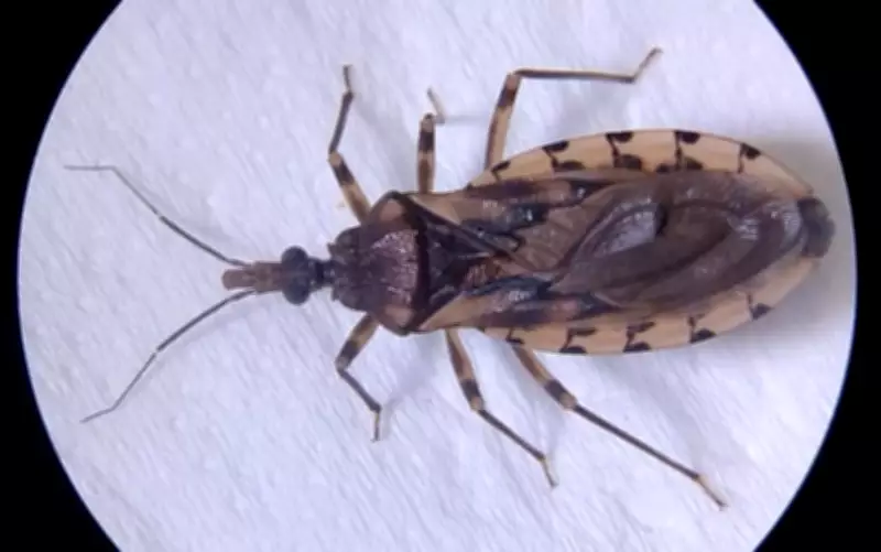 Dois novos casos de Doença de Chagas são confirmados em Várzea Grande, Mato Grosso
