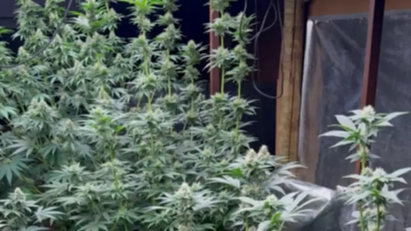 Dupla é presa com 20 pés de maconha em estufa improvisada em residência de Uberlândia