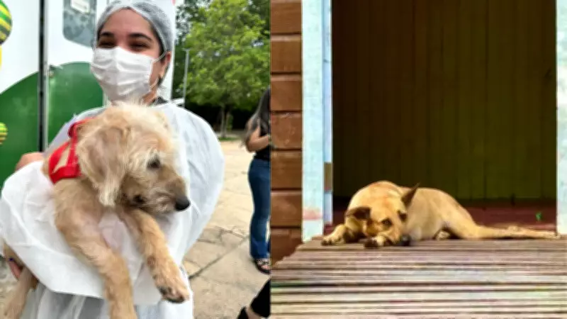 Edital para acolher animais vítimas de maus-tratos no PI não recebe inscrições