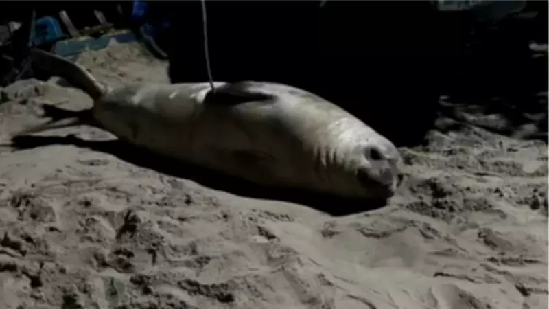 Elefante-marinho jovem descansa em praia de São Sebastião, SP, sob monitoramento