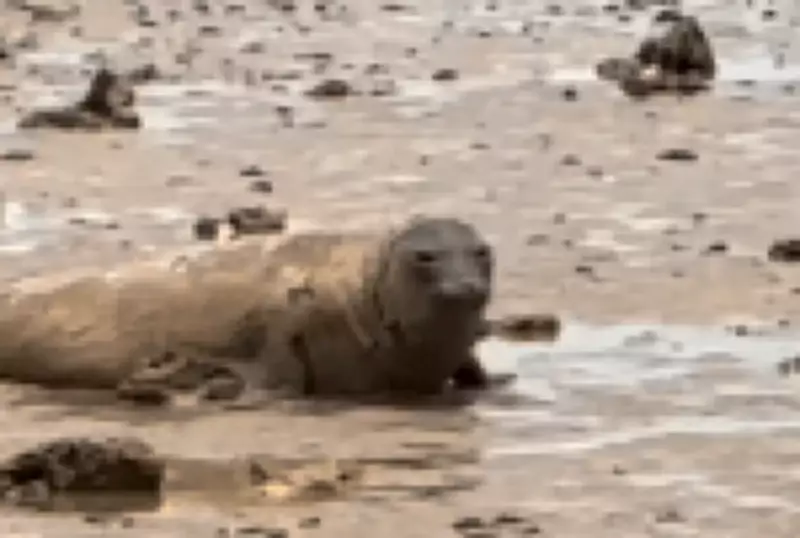 Elefante-marinho Leôncio é brutalmente assassinado a pauladas em praia de Alagoas